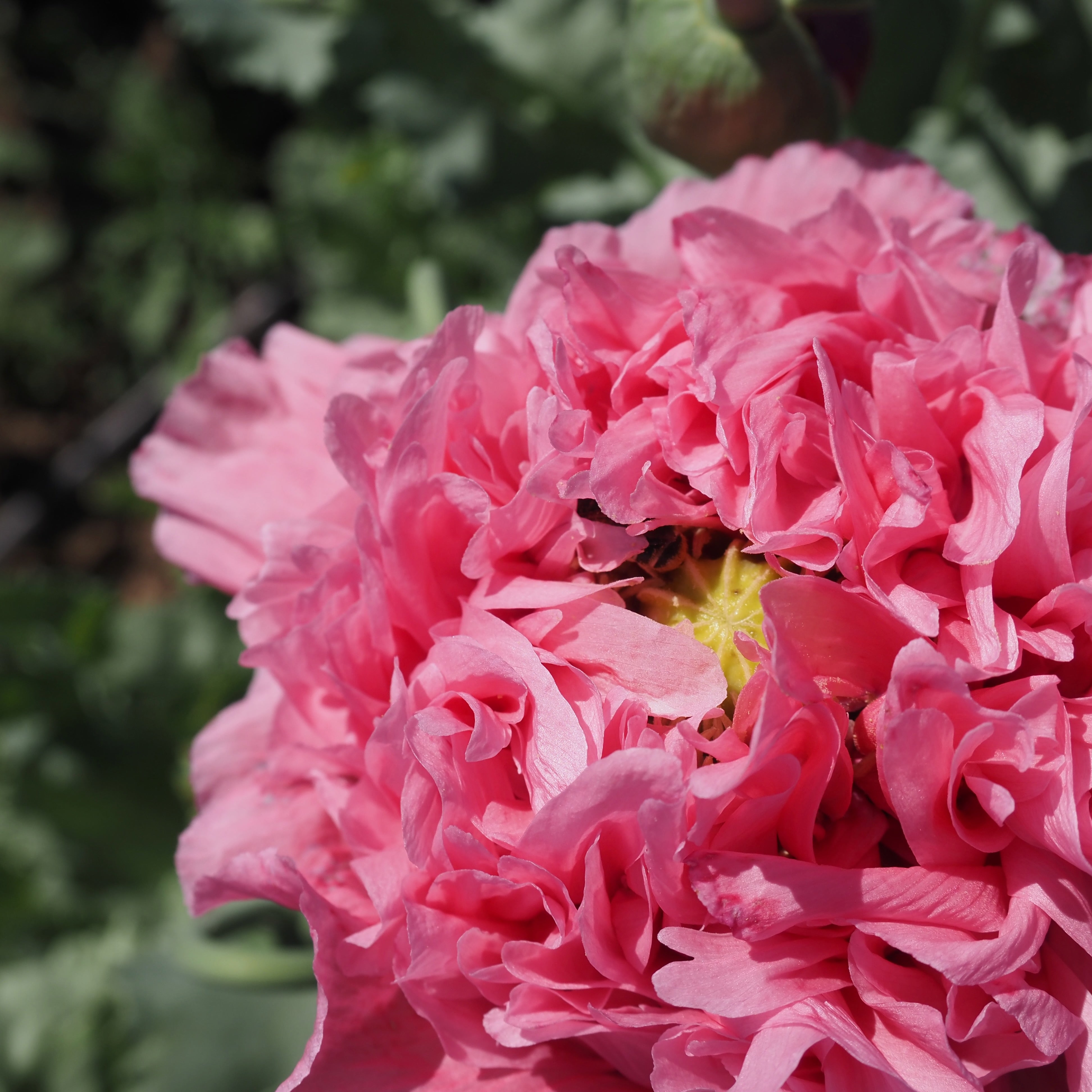 Poppy ⁃ Organic Seed - Flamatt Double Rose – Summertime Seed Co.