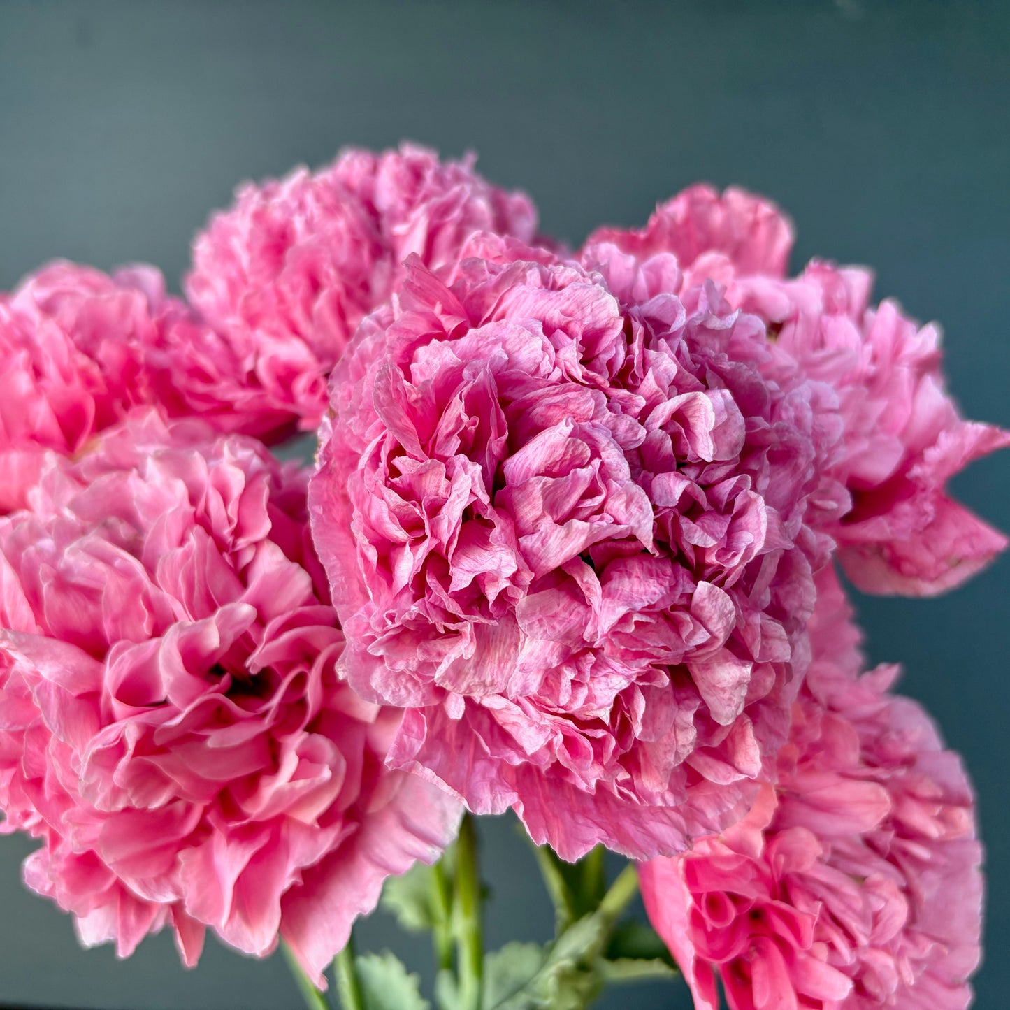 Poppy - Flamatt Double Rose