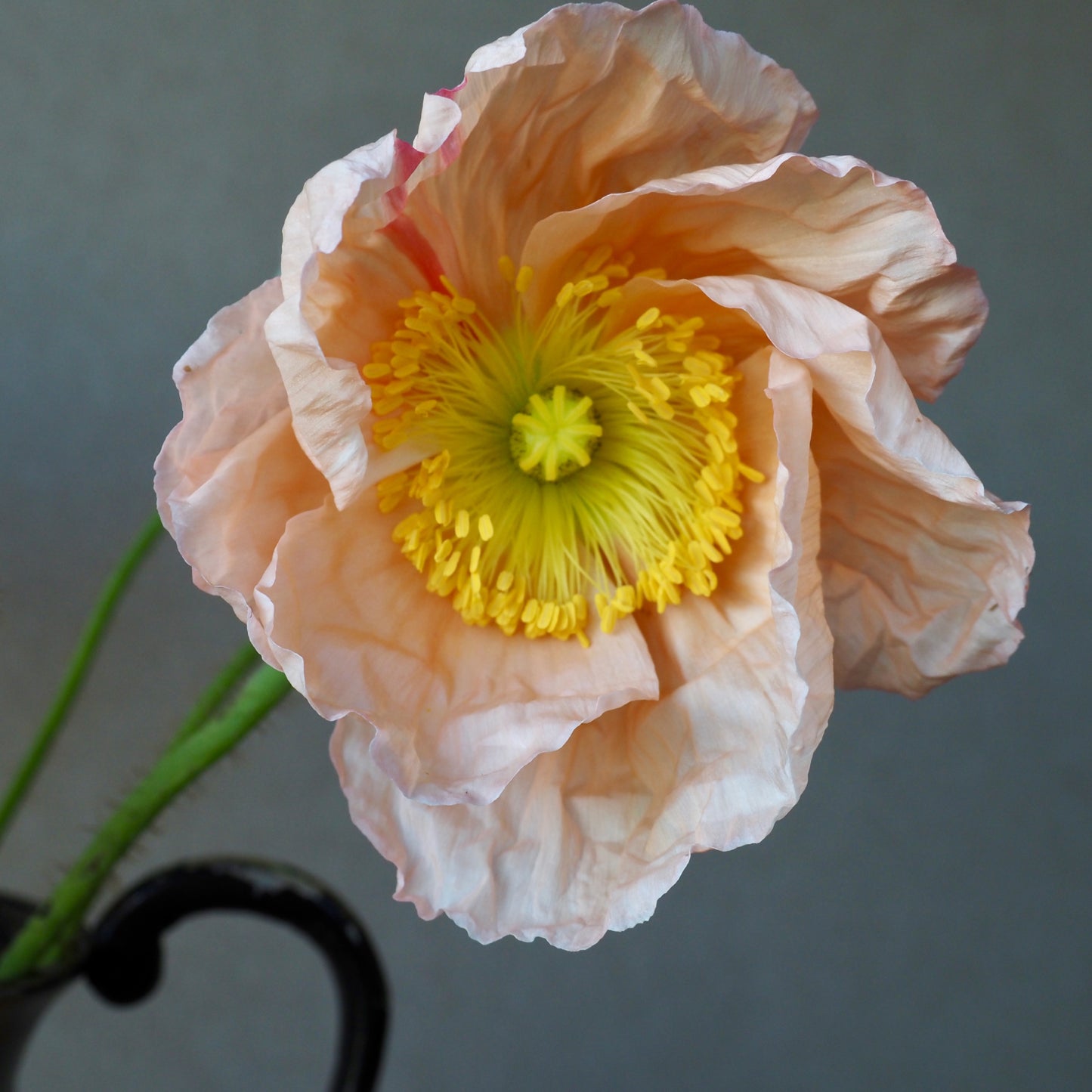 Poppy, Icelandic - Meadow Mix