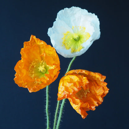 Poppy, Icelandic - Meadow Mix