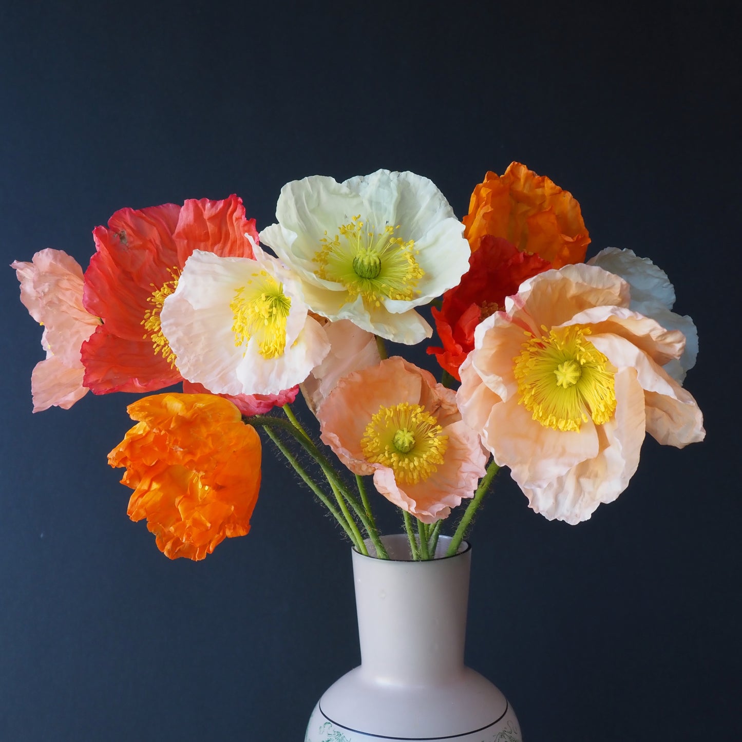 Poppy, Icelandic - Meadow Mix