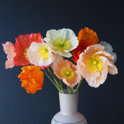 Poppy, Icelandic - Meadow Mix