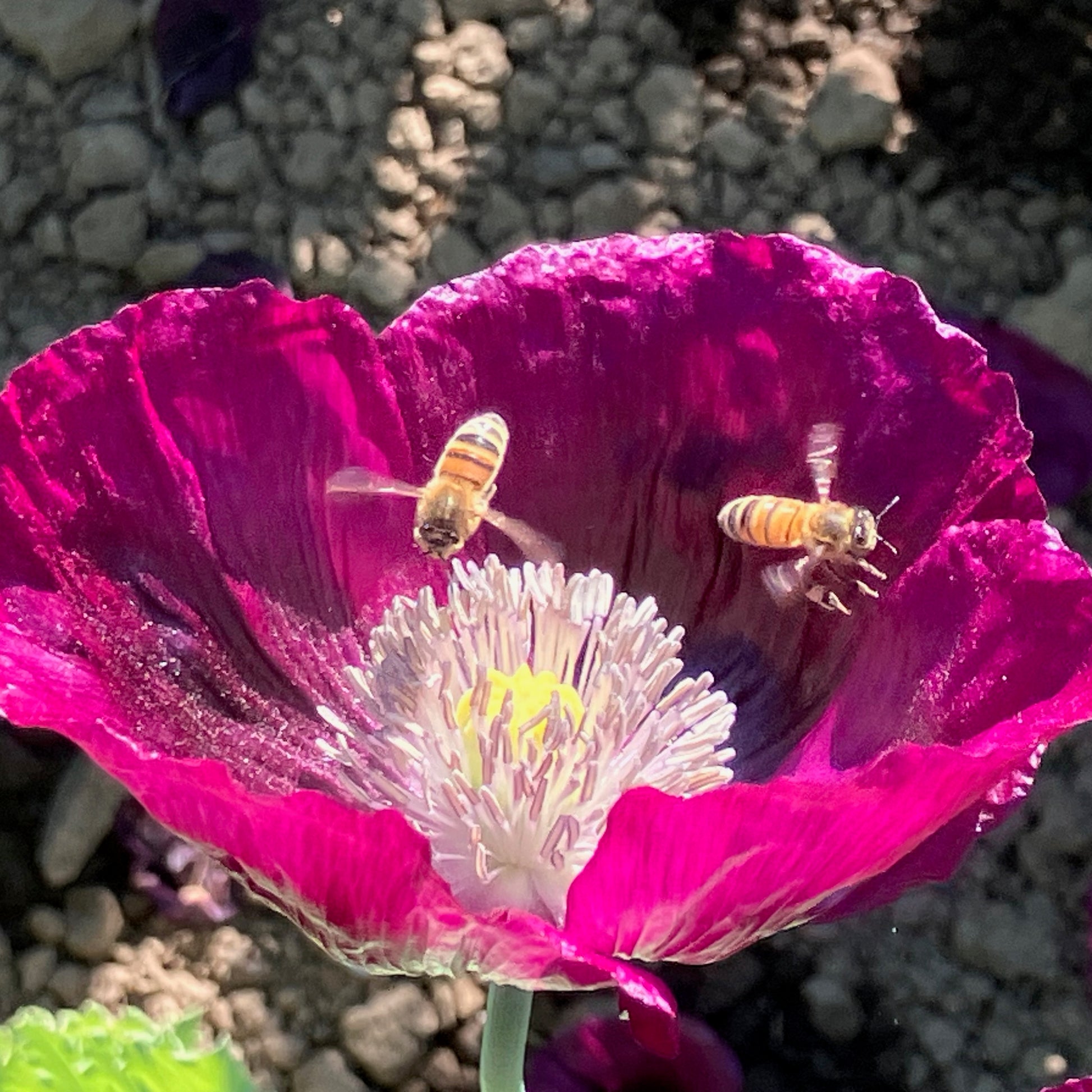 poppy flower seed Poppy ⁃ Organic Seed