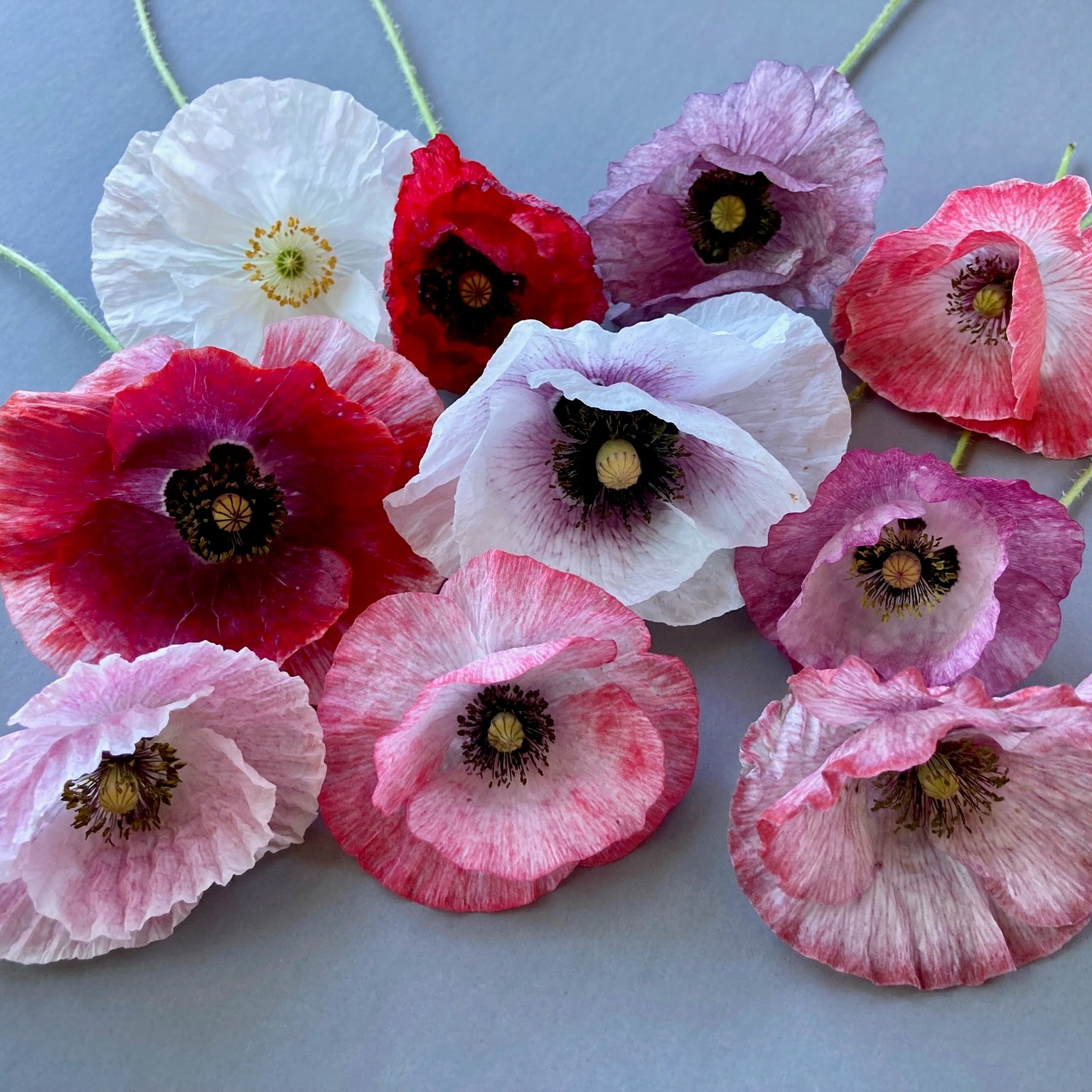 poppy seed flower Poppy ⁃ Organic Seed
