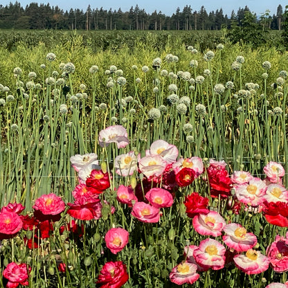 organic poppy seeds for planting Poppy ⁃ Organic Seed
