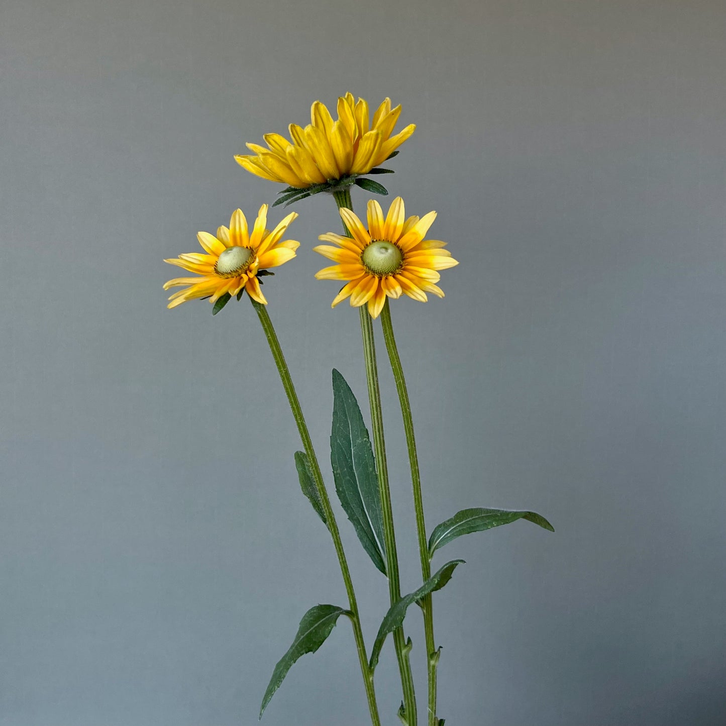 Rudbeckia - Prairie Sun