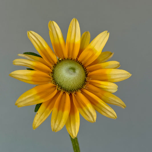 Rudbeckia - Prairie Sun