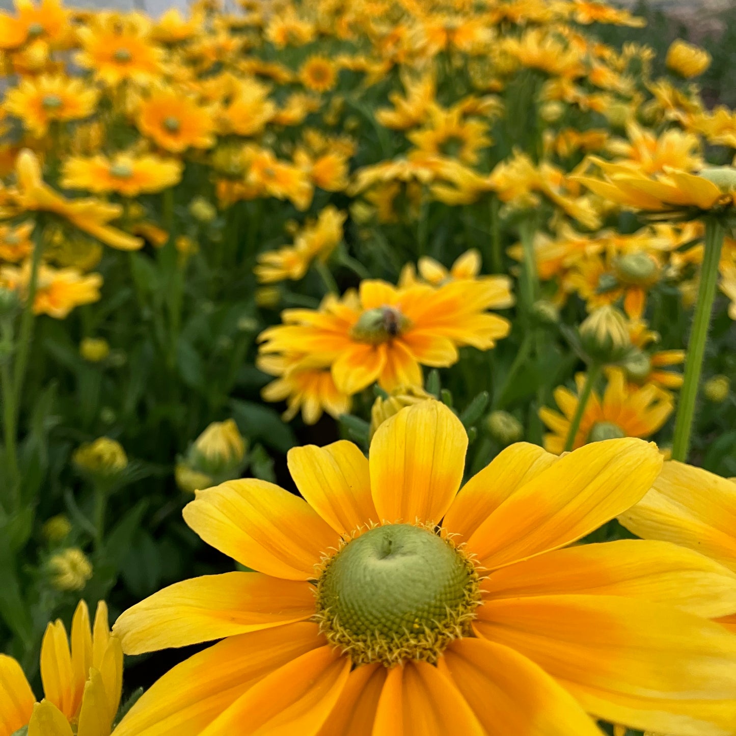 Rudbeckia - Prairie Sun