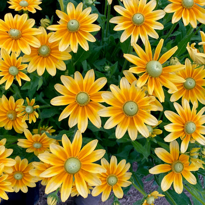 Rudbeckia - Prairie Sun
