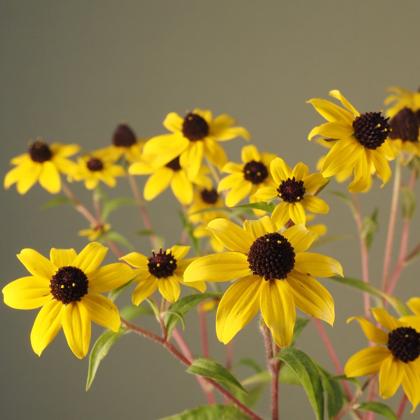Rudbeckia, trilobia ⁃ Organic Seed - Rudbeckia Trilobia