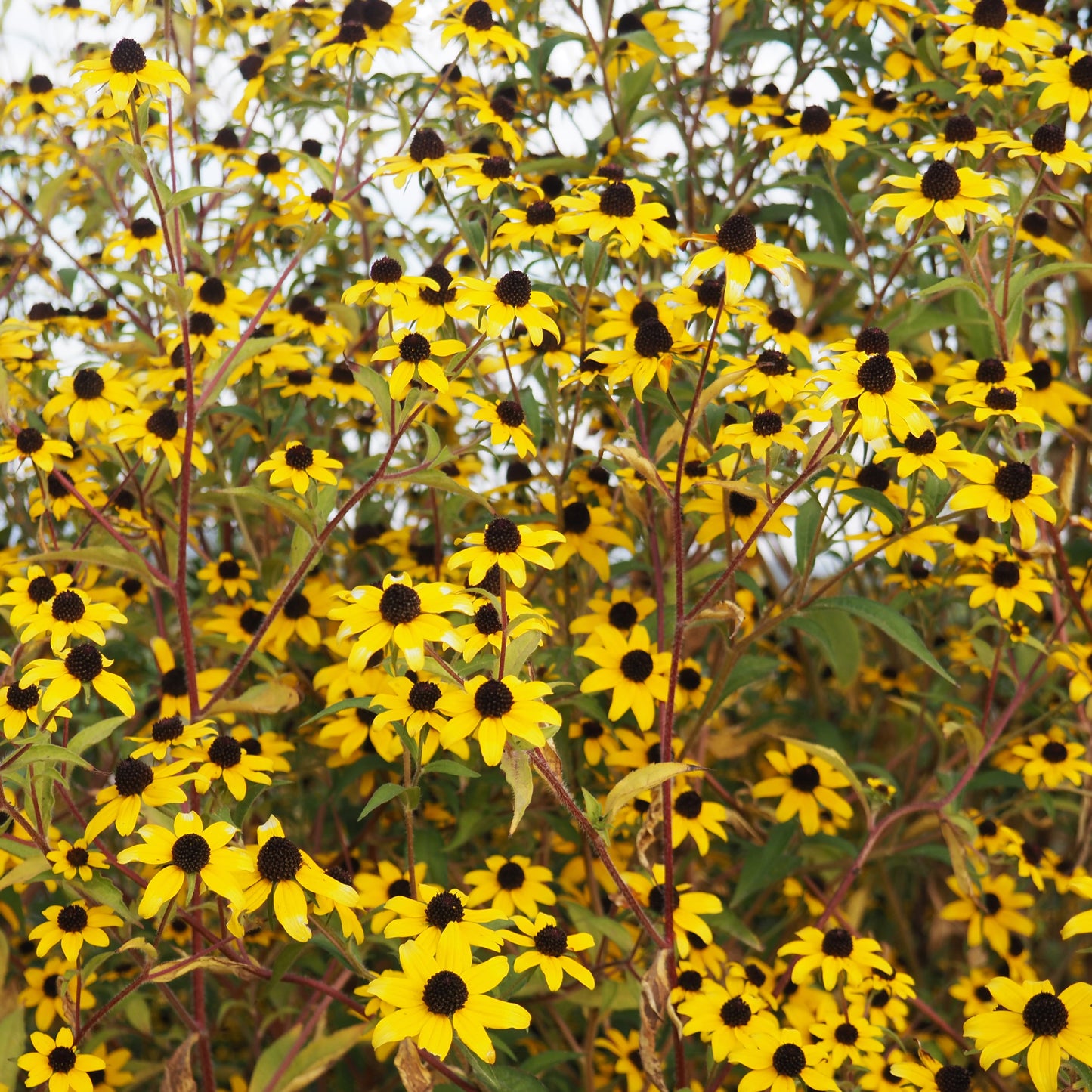 Rudbeckia, trilobia ⁃ Organic Seed - Rudbeckia Trilobia