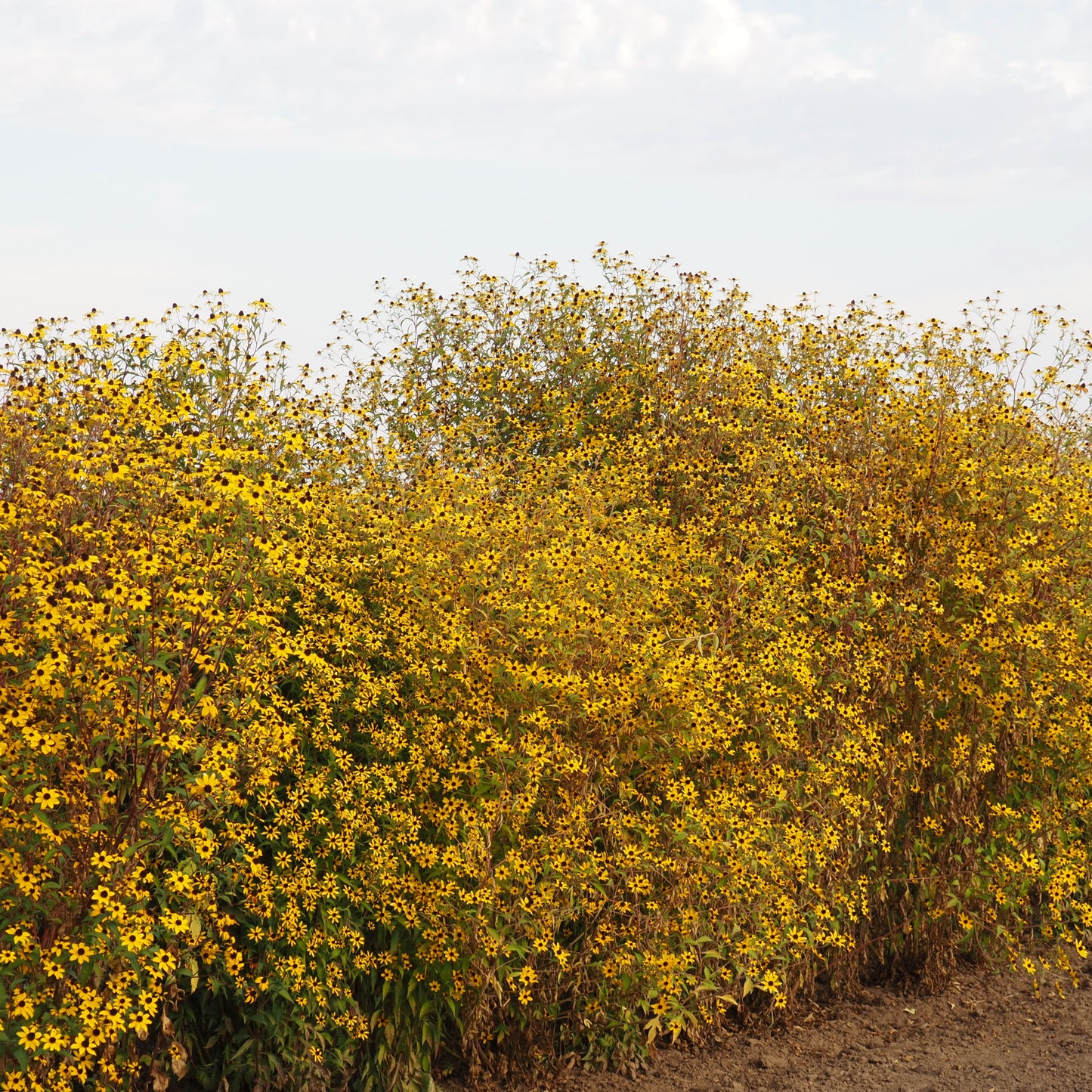Rudbeckia, trilobia ⁃ Organic Seed - Rudbeckia Trilobia