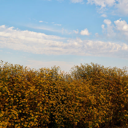 Rudbeckia, trilobia ⁃ Organic Seed - Rudbeckia Trilobia