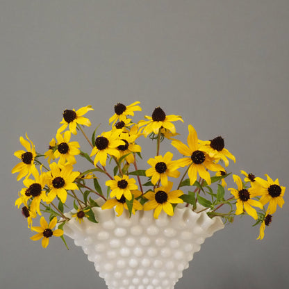 Rudbeckia, trilobia ⁃ Organic Seed - Rudbeckia Trilobia