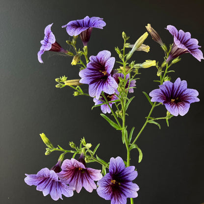 painted tongue flower seeds Salpiglossis ⁃ Organic Seed
