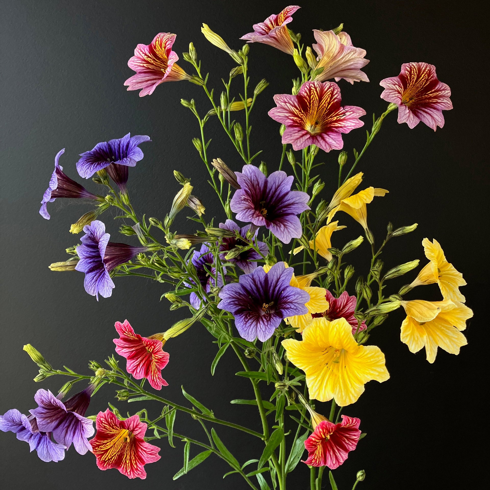 painted tongue flower seeds Salpiglossis ⁃ Organic Seed