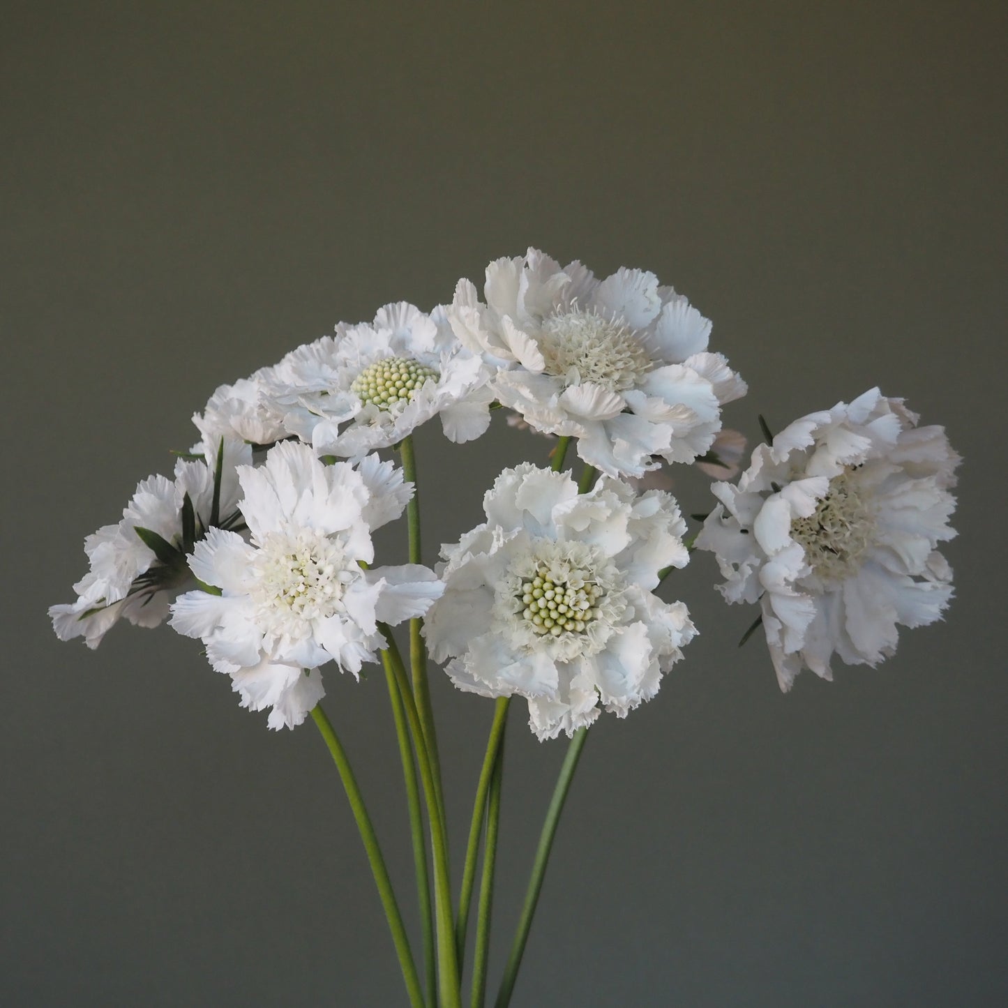 Scabiosa - Fama White