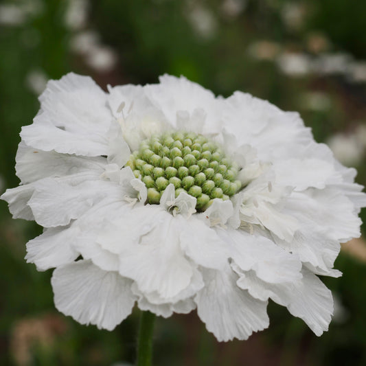 Scabiosa - Fama White