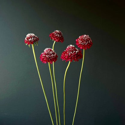 Scabiosa ⁃ Organic Seed - Merlot Red