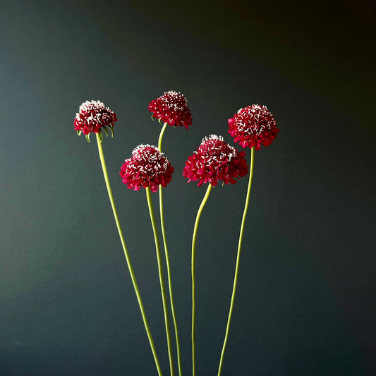 Scabiosa ⁃ Organic Seed - Merlot Red