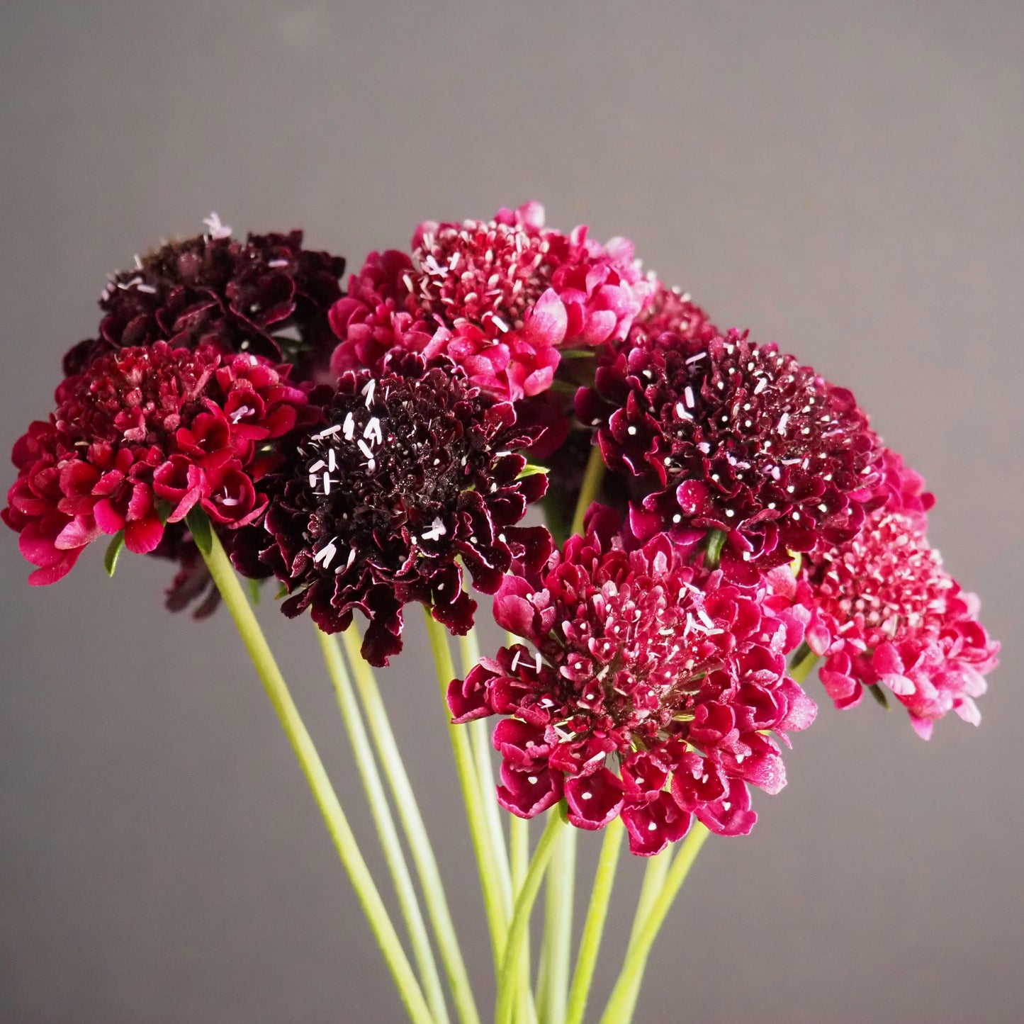 Scabiosa - Picotee Pincushion Mix