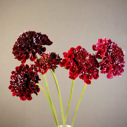 Scabiosa - Picotee Pincushion Mix