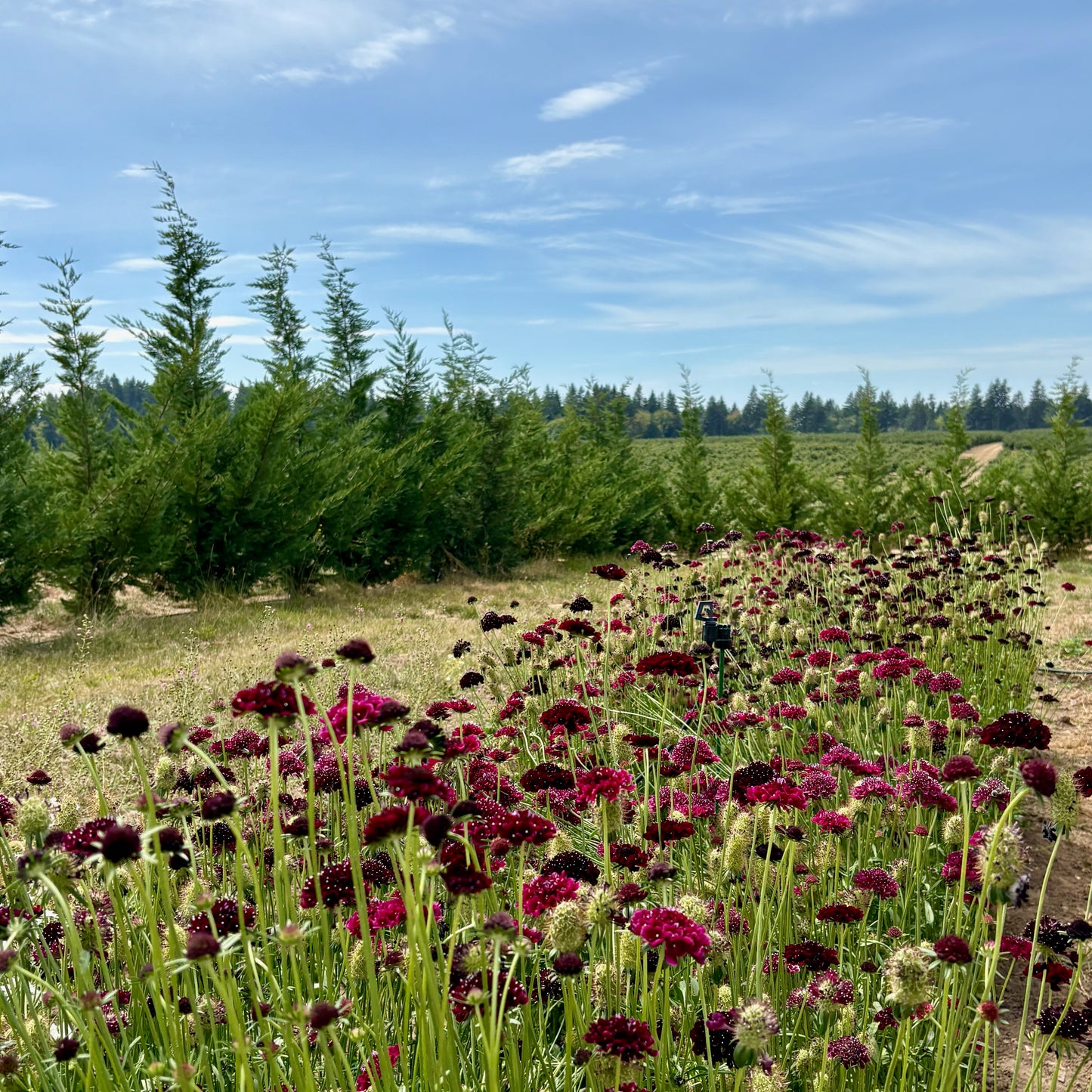 Scabiosa - Picotee Pincushion Mix