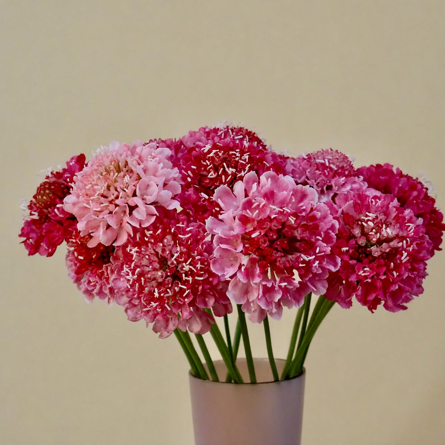 Scabiosa ⁃ Organic Seed - Salmon Rose