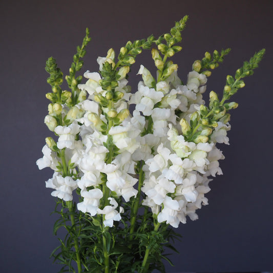 Snapdragon - Royal Bride