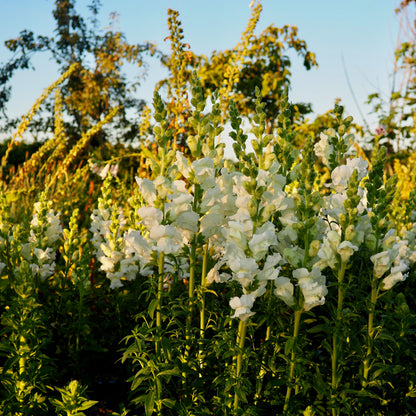 Snapdragon ⁃ Organic Seed - Royal Bride