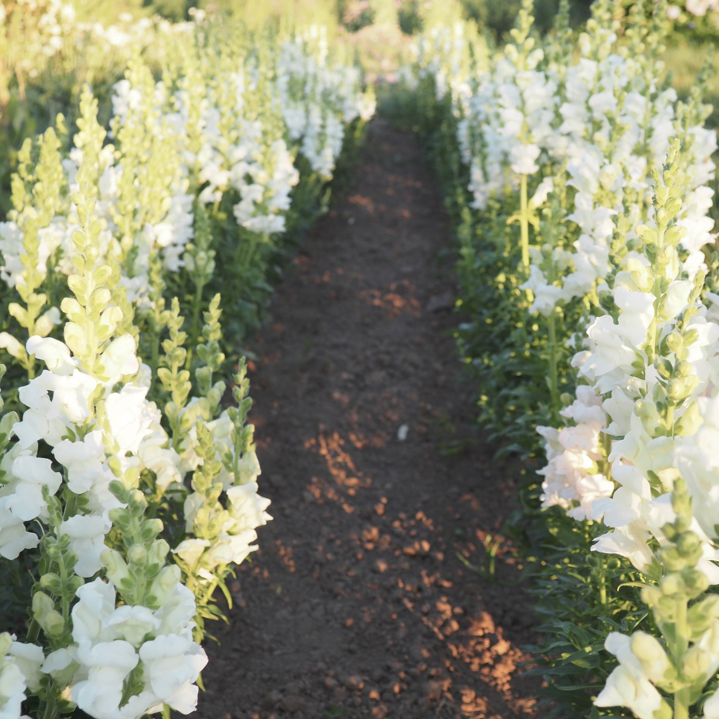 Snapdragon ⁃ Organic Seed - Royal Bride