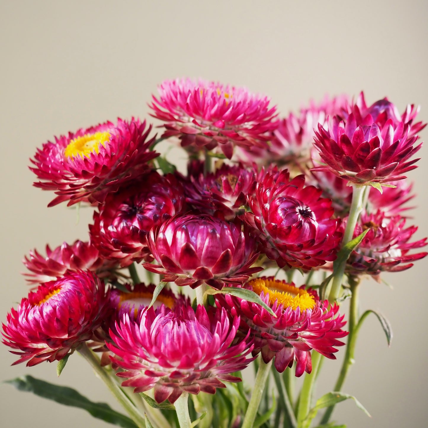 Strawflower ⁃ Organic Seed - Cranberry Rose