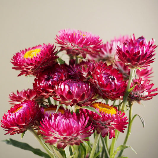 Strawflower - Cranberry Rose