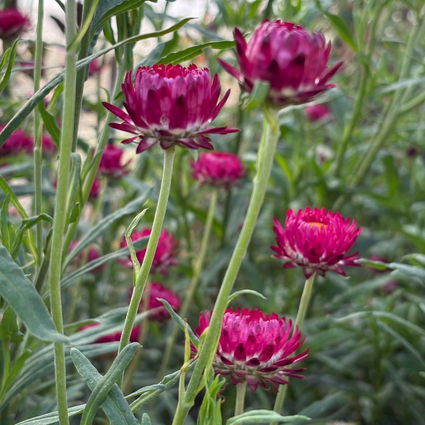 Strawflower ⁃ Organic Seed - Cranberry Rose