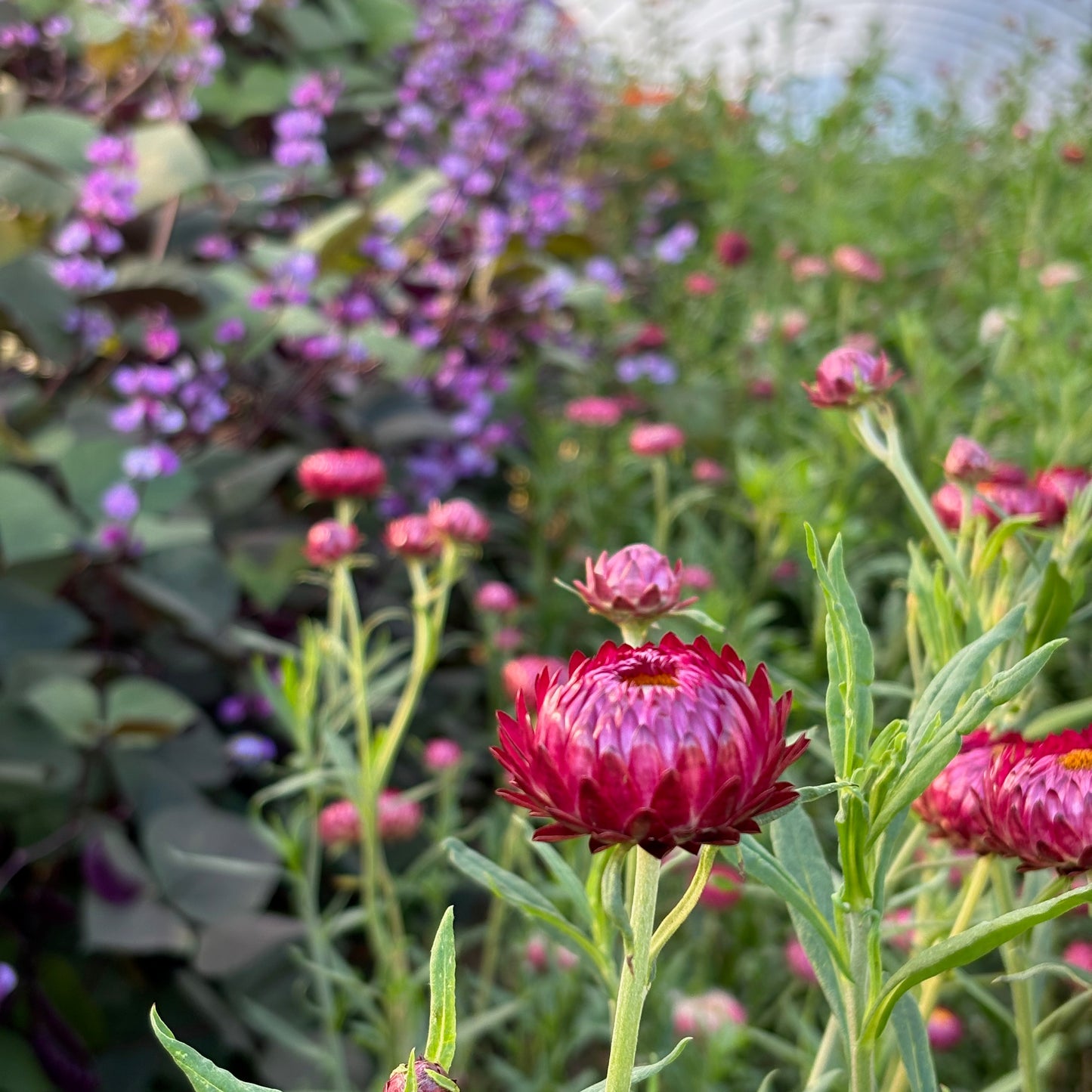 Strawflower ⁃ Organic Seed - Cranberry Rose