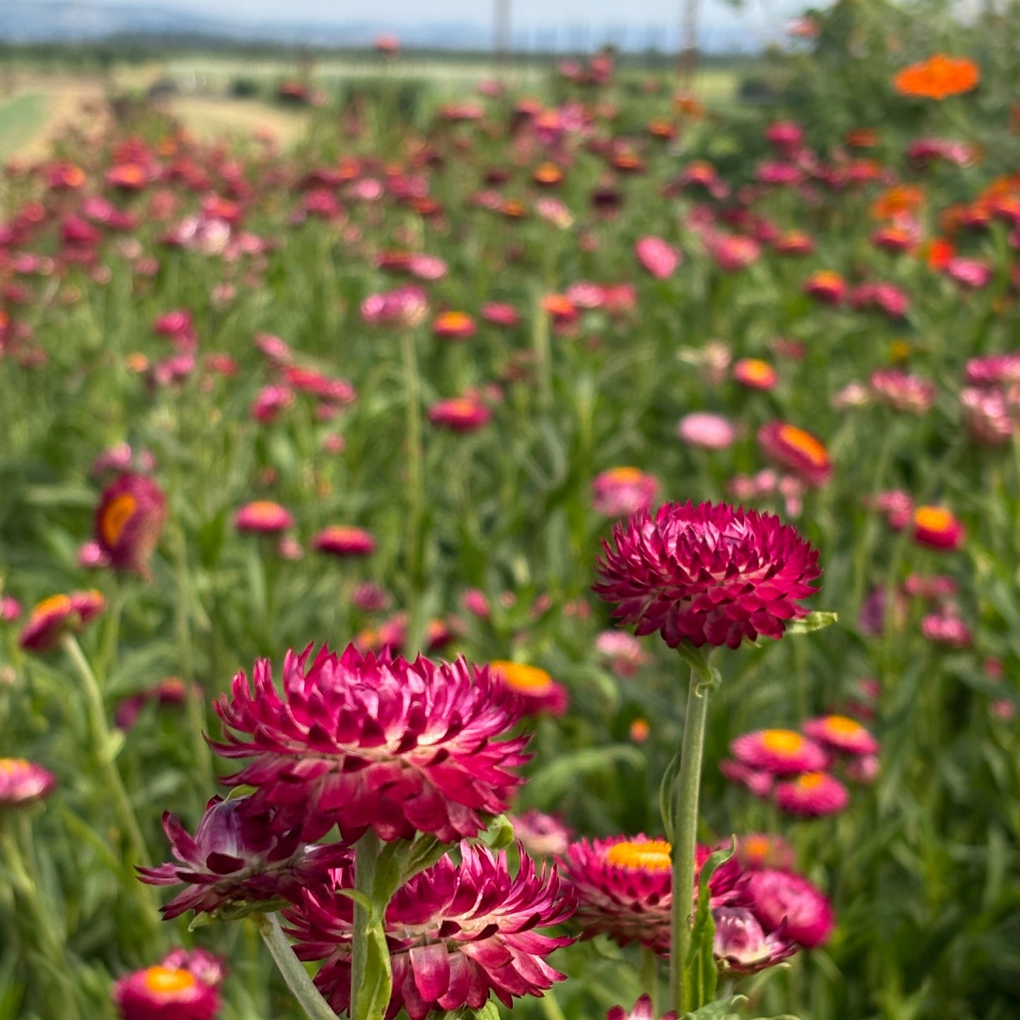 Strawflower ⁃ Organic Seed - Cranberry Rose