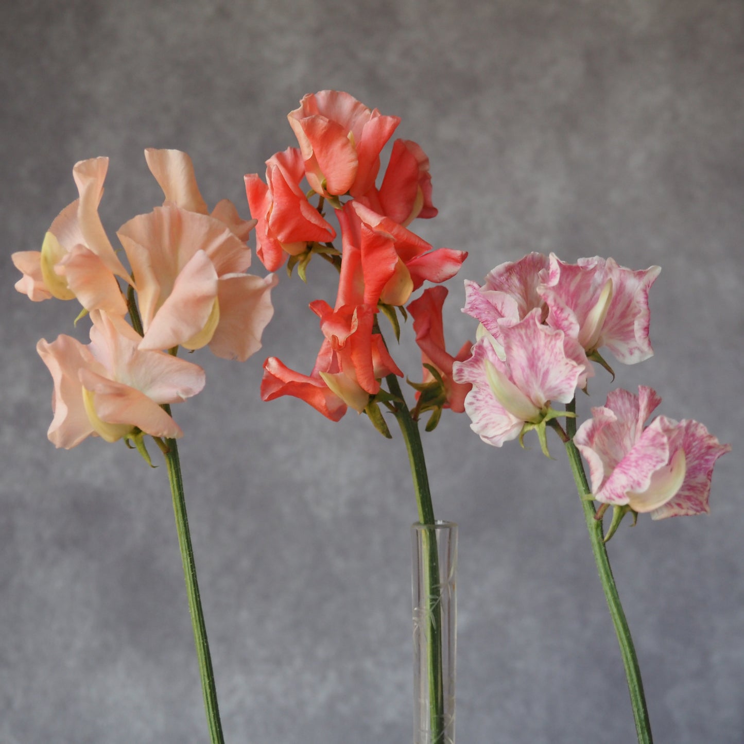 Sweet Pea - Summertime Mix