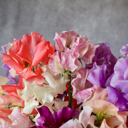 Sweet Pea - Summertime Mix