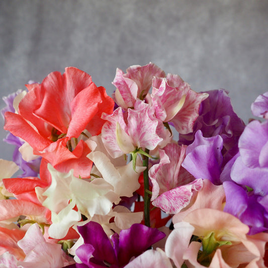 Sweet Pea - Summertime Mix