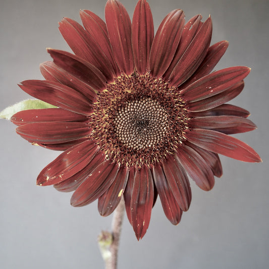 Sunflower - Chocolate