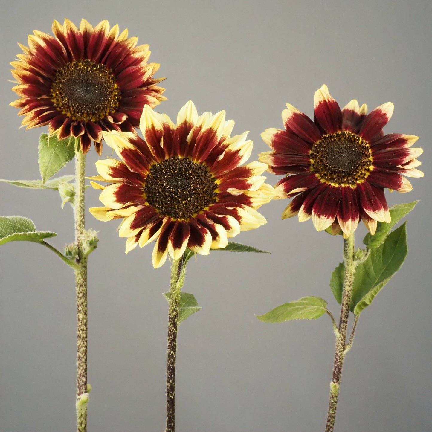 Sunflower ⁃ Organic Seed - Florenza