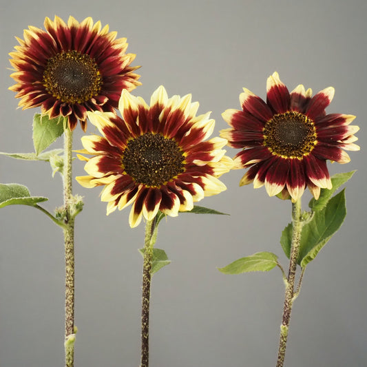 Sunflower - Florenza