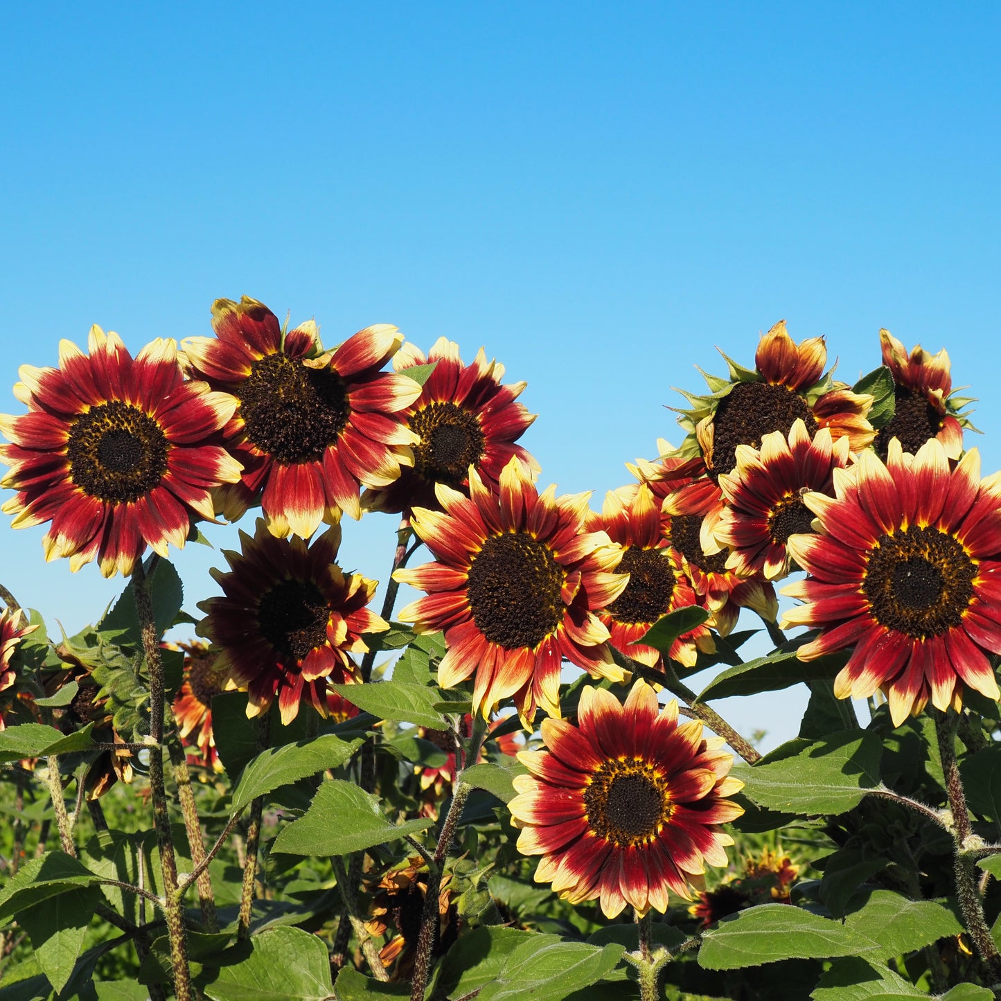 Sunflower ⁃ Organic Seed - Florenza