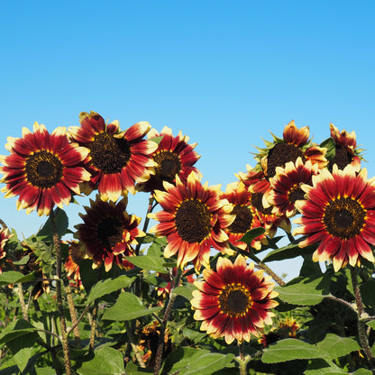 Sunflower ⁃ Organic Seed - Florenza