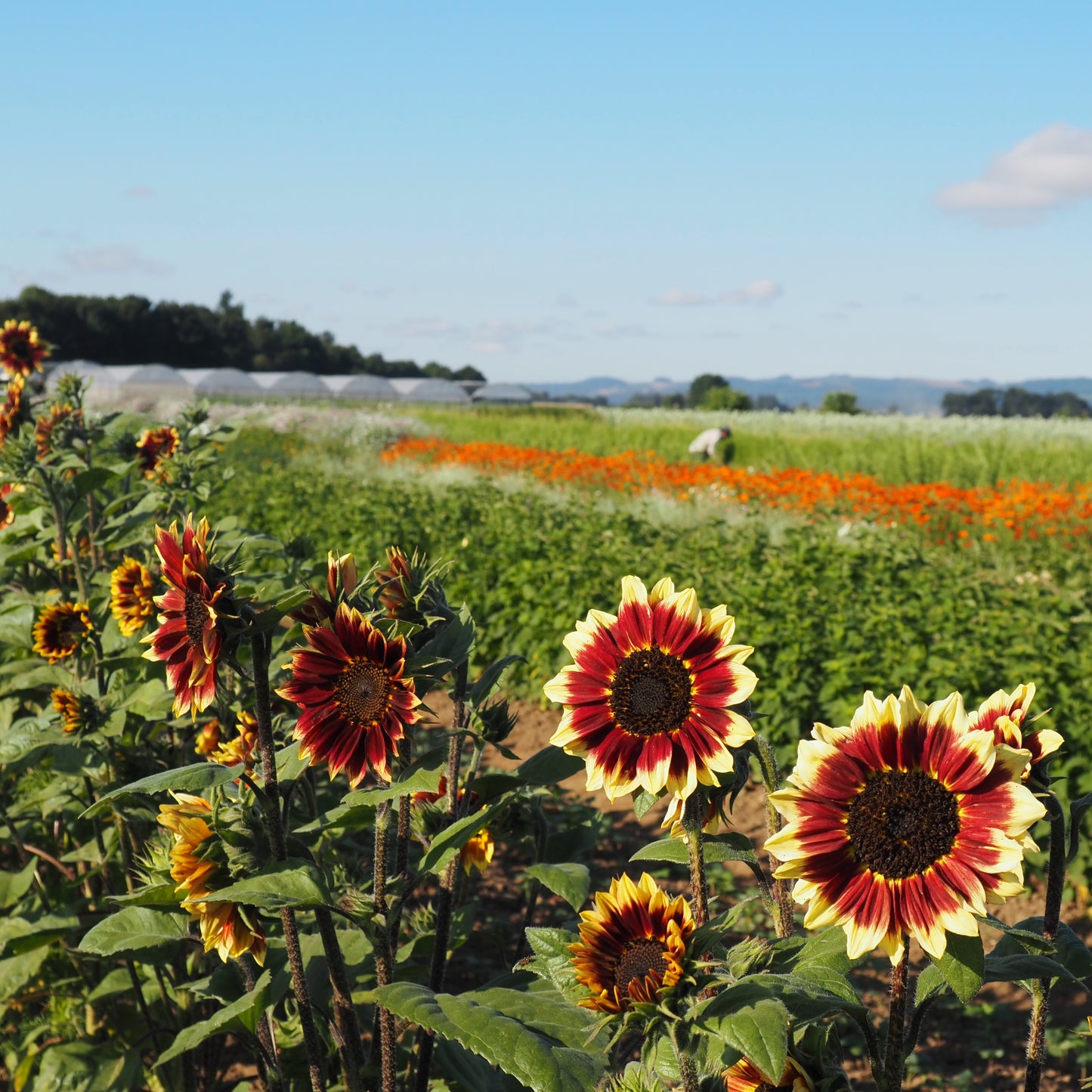 Sunflower ⁃ Organic Seed - Florenza