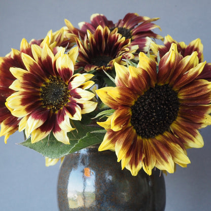 Sunflower ⁃ Organic Seed - Florenza