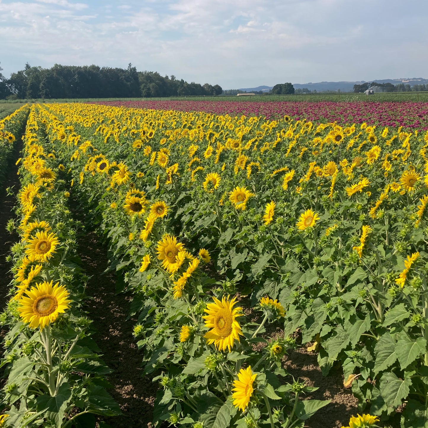 Sunflower ⁃ Organic Seed - Jerusalem Dwarf