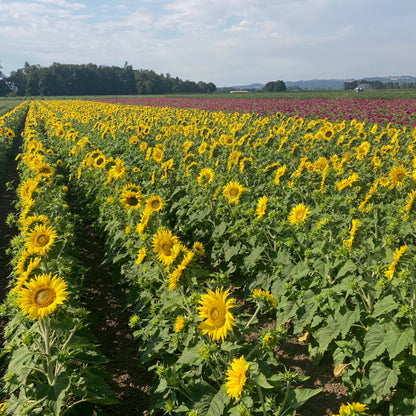 Sunflower ⁃ Organic Seed - Jerusalem Dwarf