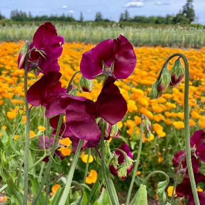 Sweet Pea - Balmoral