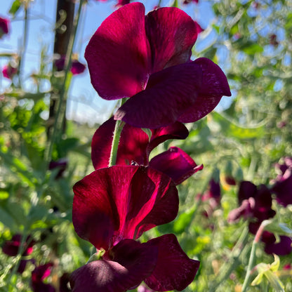 Sweet Pea - Balmoral